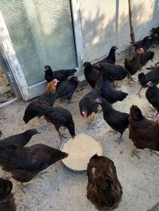 Vând puicuțe și cocoși australop, italieni și pitice