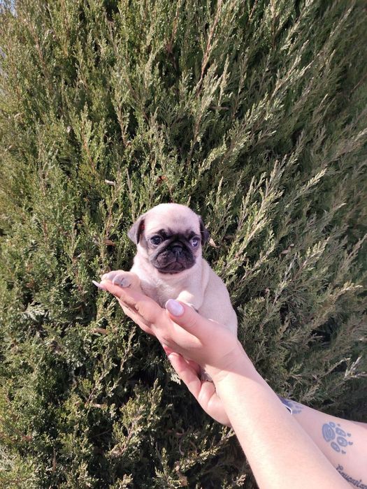 Щенки мопса ( родословные )