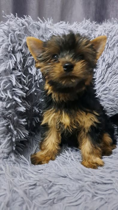 Продаю клубных щенков йорков