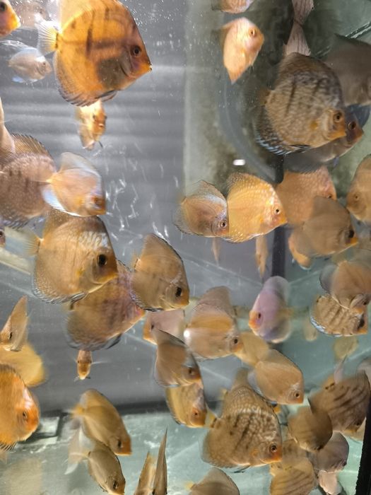 Дискуслар сотилади!