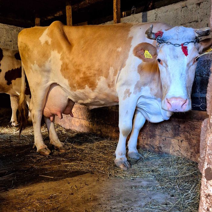 Vând vaci gestante baltata romaneasca 6 si 7 ani