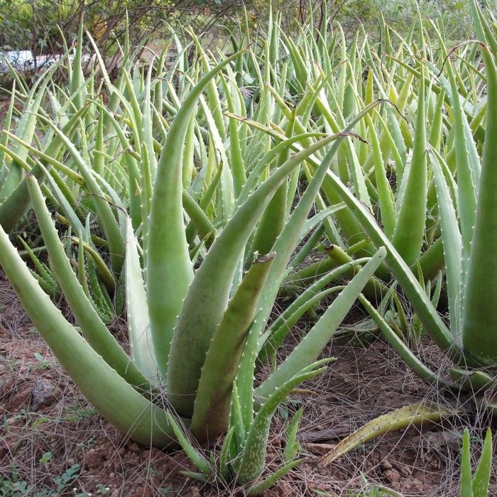 Алоэ вера (Aloe vera) — 25 см