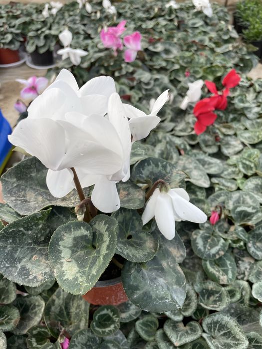 Пролетни цветя за 8 - ми март