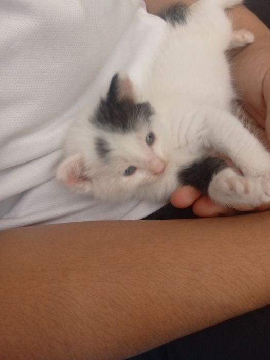 котята ищат добрые руки