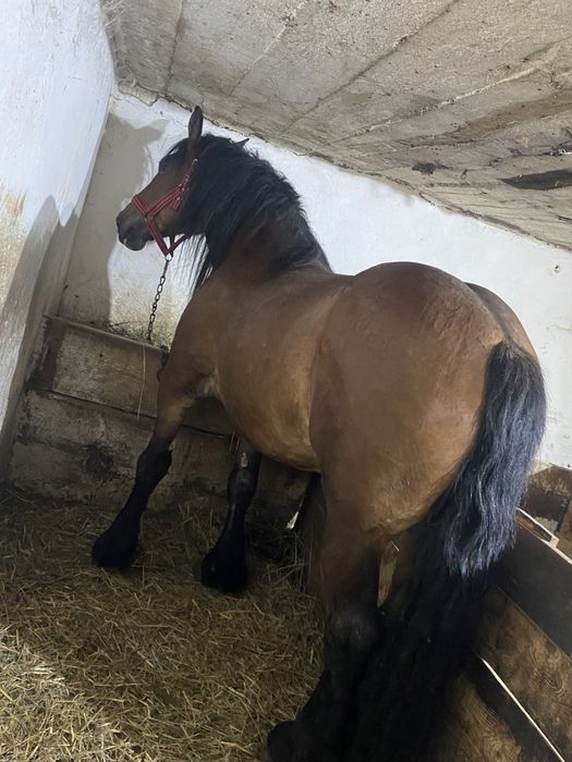 Vand o iapa grea gestanta