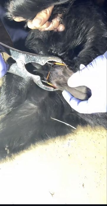 Veterinariya xizmati 24/7 aloqada
