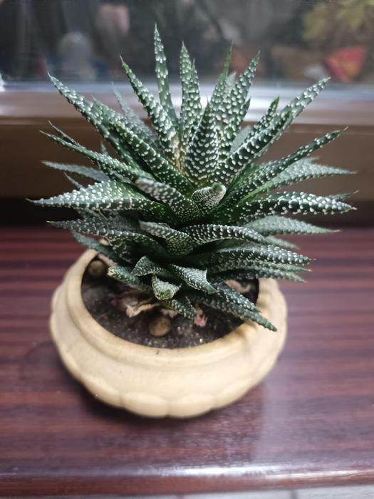 Живое дерево. Хавортия. Кактус