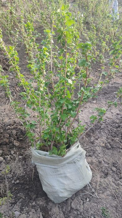 Смородина чёрная красная