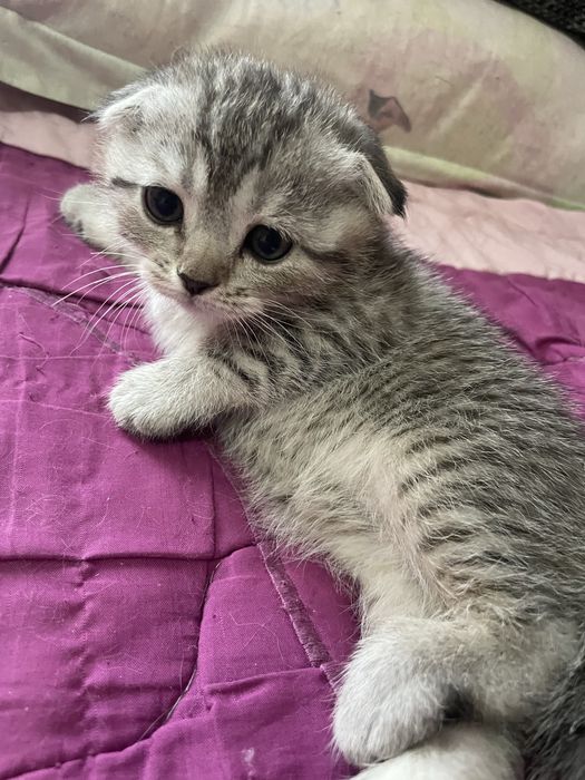 Шотландские веслоухие