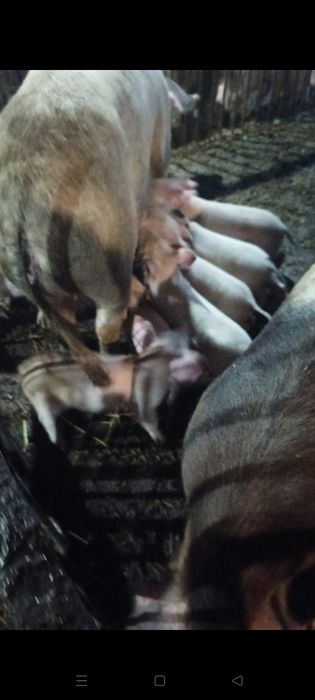 Продам поросят месячных