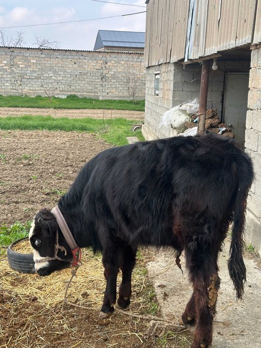 10 oylik Smental buqa sotiladi.