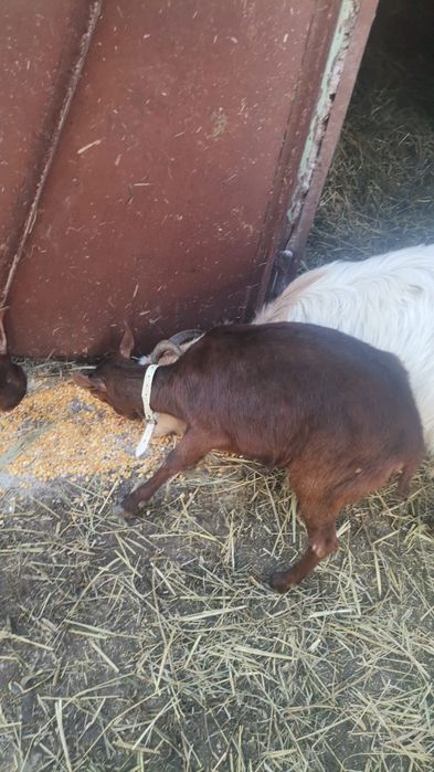 De vanzare iedite murciano gestante