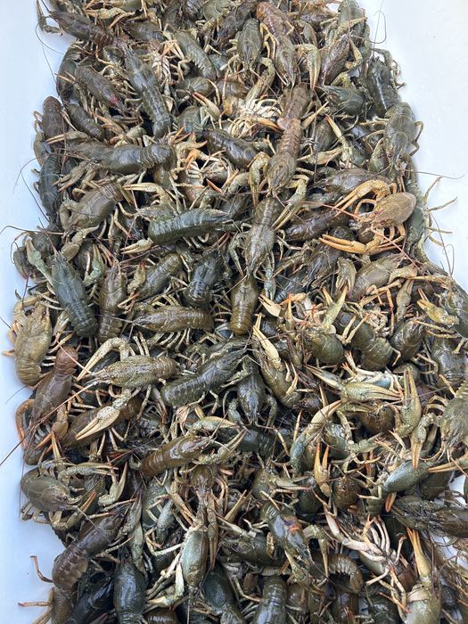 Живые раки в наличии