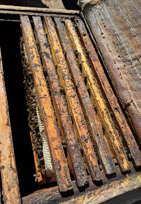 Asalari oilasi sotiladi