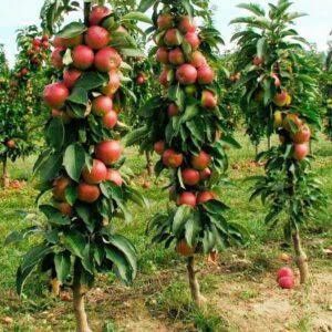 Vand puieti de pomi fructiferi altoit i columnari