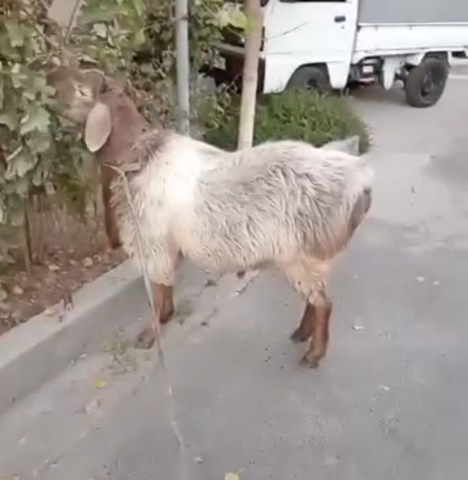 Qassob xizmati va uyda boqilgan qochqor