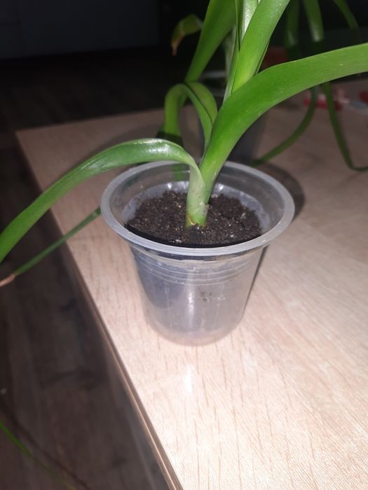 Продам Гибискус, индийский лук.