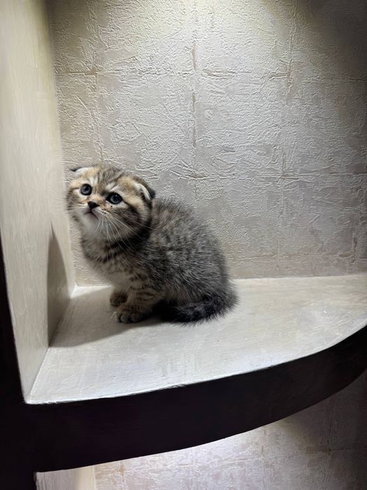 Scottish Fold девочка