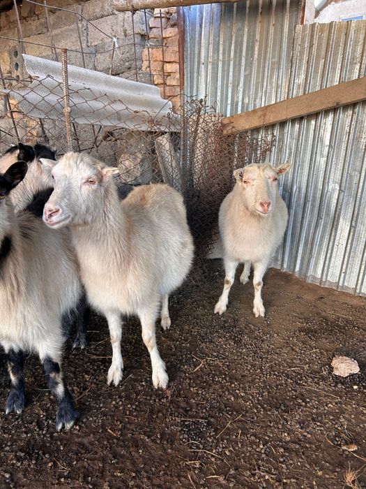 Ешкілер сүттікөп