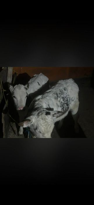 Vând doua vitele belgiene