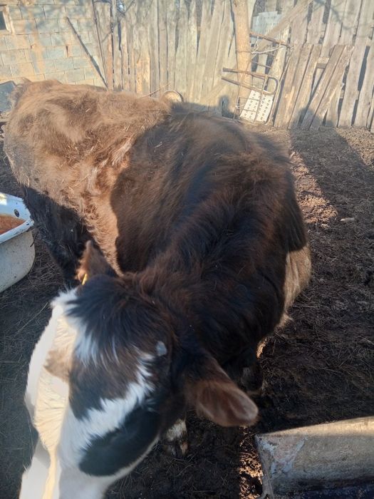 Бычок бұқа бычок бұқа