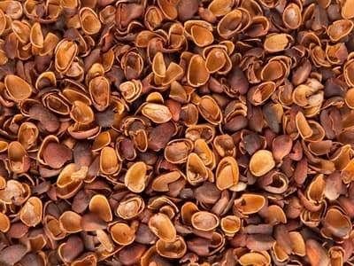 Скорлупа кедрового ореха