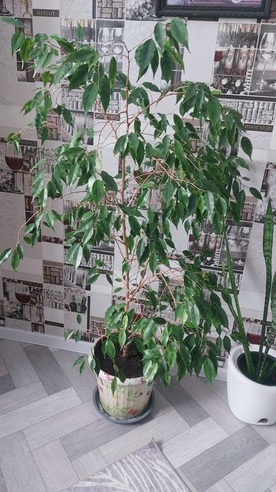 Продам цветок фикус