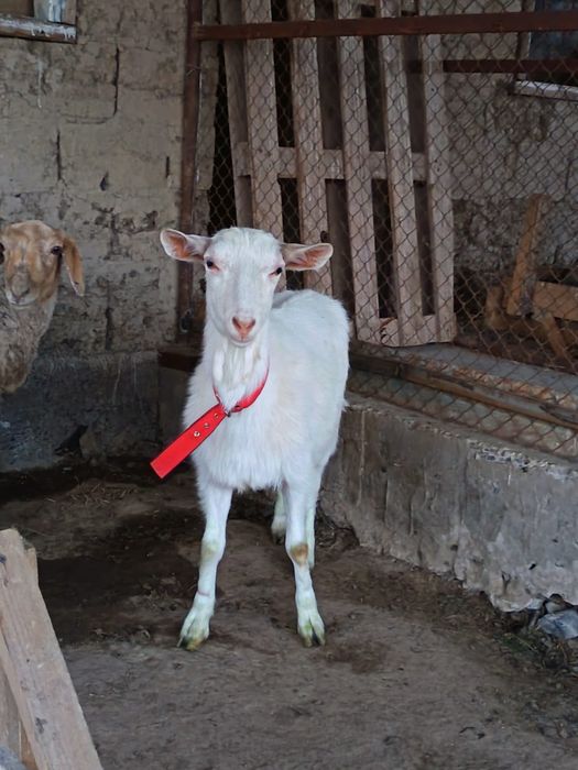 Заанен ешкі сатылады!