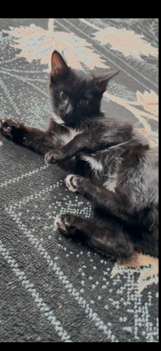 Отдаем кота в добрые руки