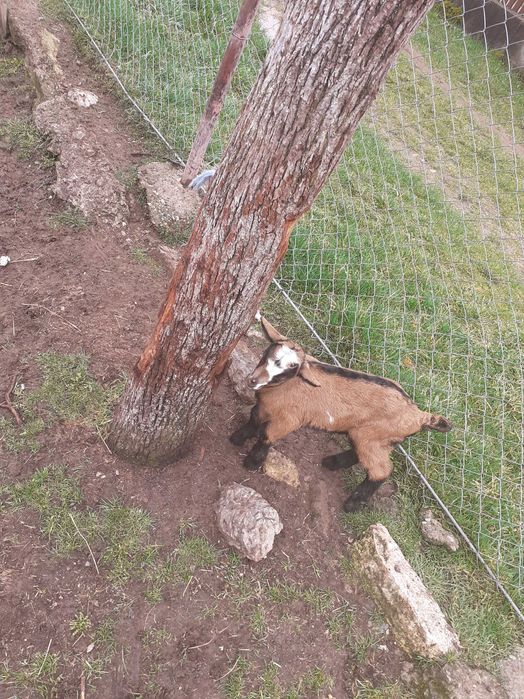 De vanzare 4 tapisori