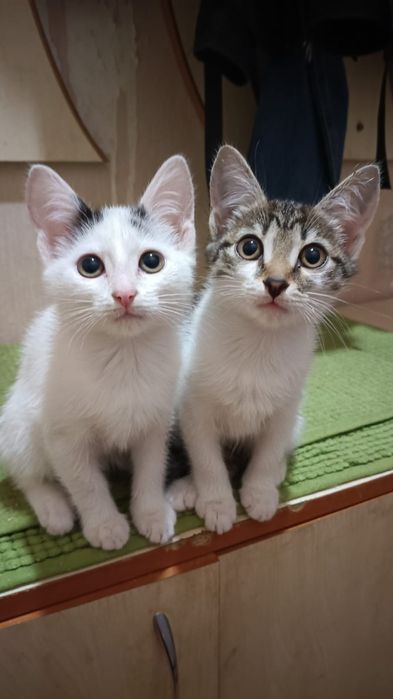 Отдам котят в добрые руки