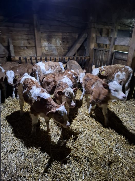 Vând viței și vitele sugari