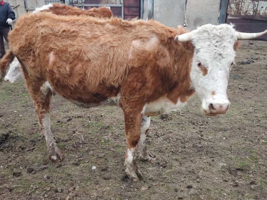 Корова продается.