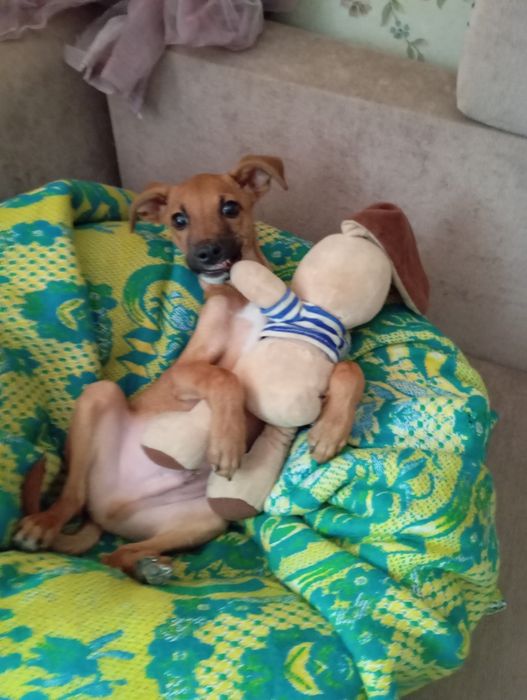 Пинчер щенок 3,5 м