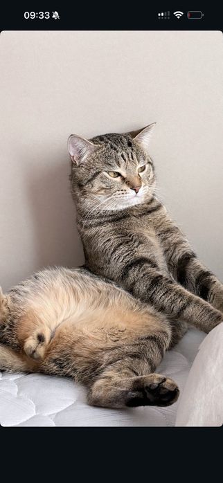 Отдам кота в хорошие руки