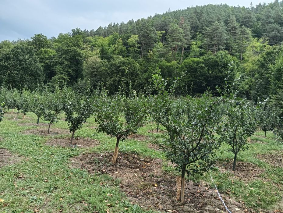 Livada in zona Pângărăcior neamt