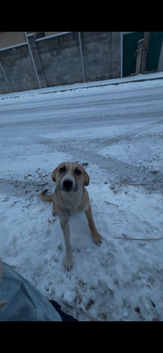 Отдам собаку в хорошие руки