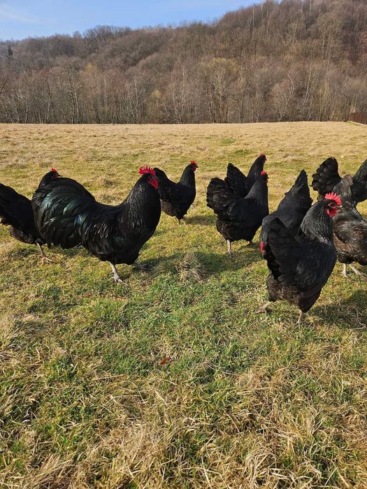 Ouă Australorp negru