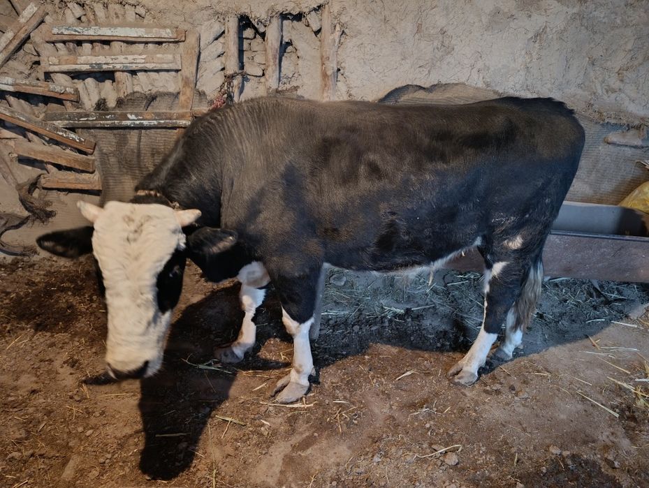 бука сотилади  ..