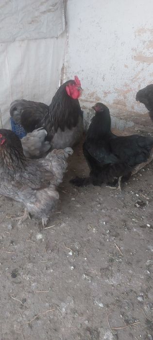 Vând găini  brahma