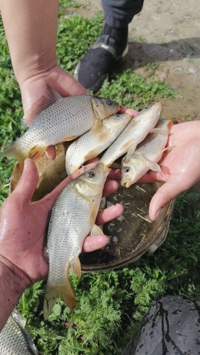 Sazan baliq tayyor boqish uchun katta koʻllarga