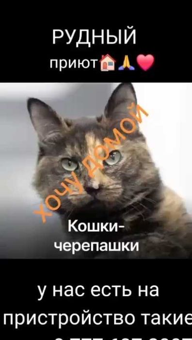 Кошки - черепашки нуждаются в доме!