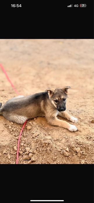 Немецкая овчарка!