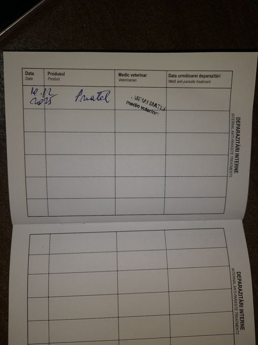 Boxer german gold  3 luni