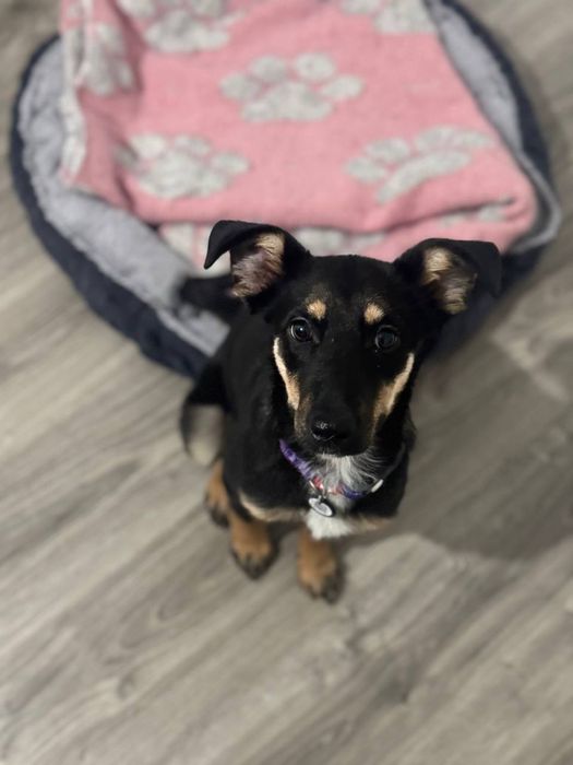 Собачка ищет дом!