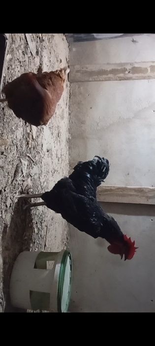 Қораз петух атеш