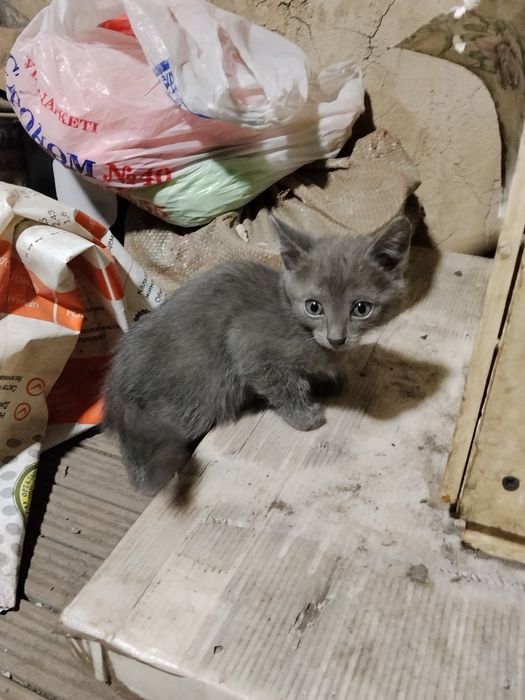 Отдам котят,сам привезу