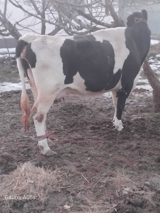 Буаз сиыр сатылады