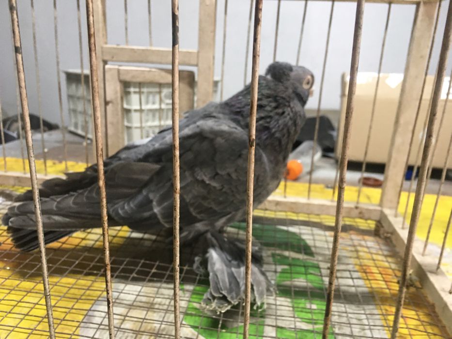 Продам самца кишмиш молодой