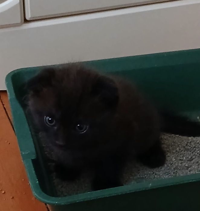 Котята вислоухие